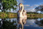 Семнадцатилетний британец Адам Лейк запечатлевший лебедя на озере в Девоншире, стал лучшим юным птичьим фотографом года.