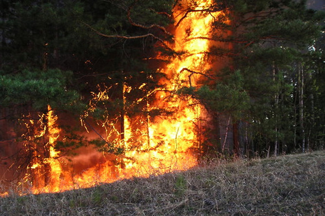 В семи субъектах азиатской части России введен режим ЧС из-за лесных пожаров