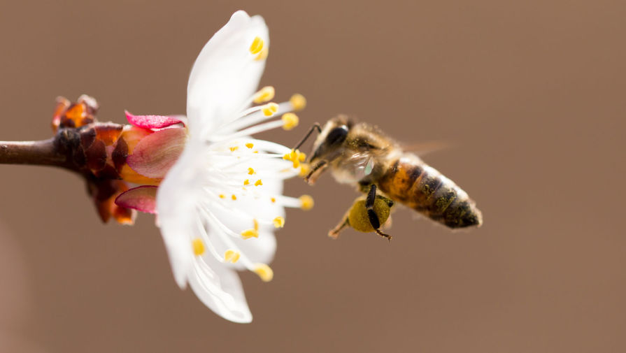 Биологи заметили, что пчел привлекают сплошные вырубки леса