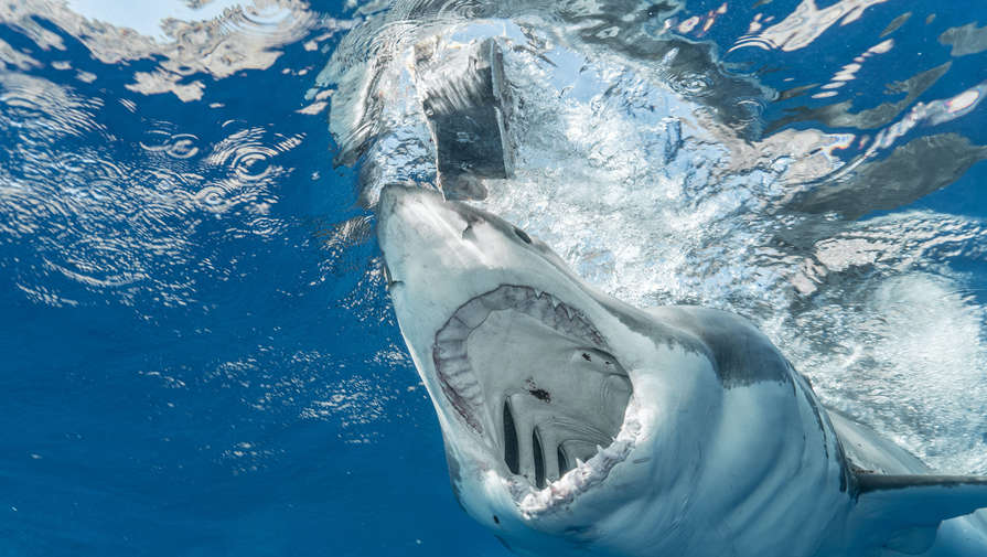 В США дайверы потерялись и провели с акулами более 12 часов