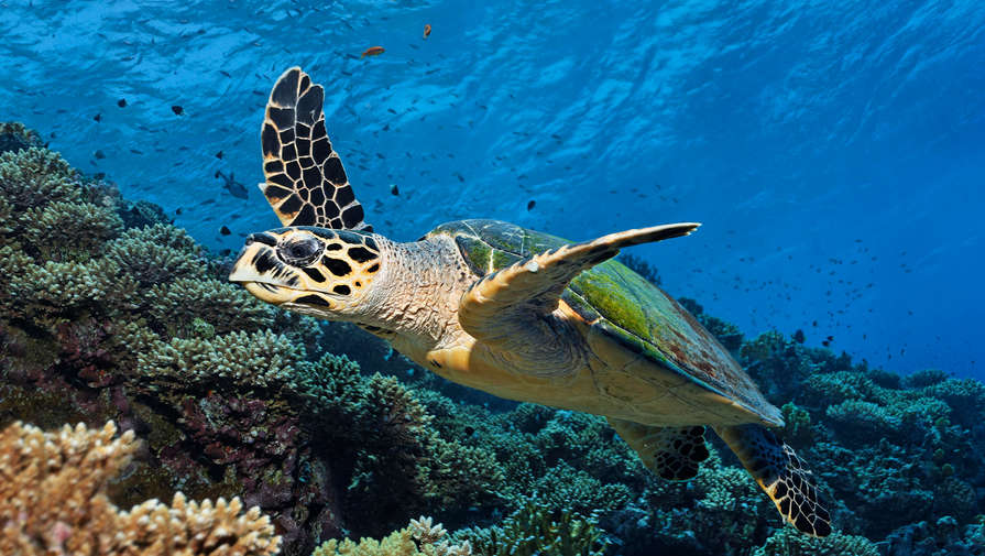 Биологи выяснили, что мигрирующие черепахи не знают, куда плывут