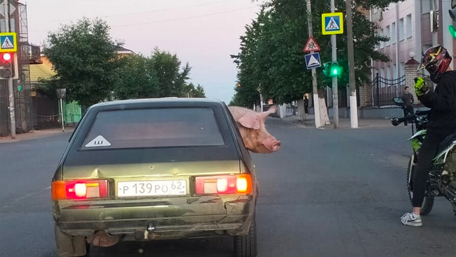 Владелец Москвича посадил в машину свинью, она смотрела в окно