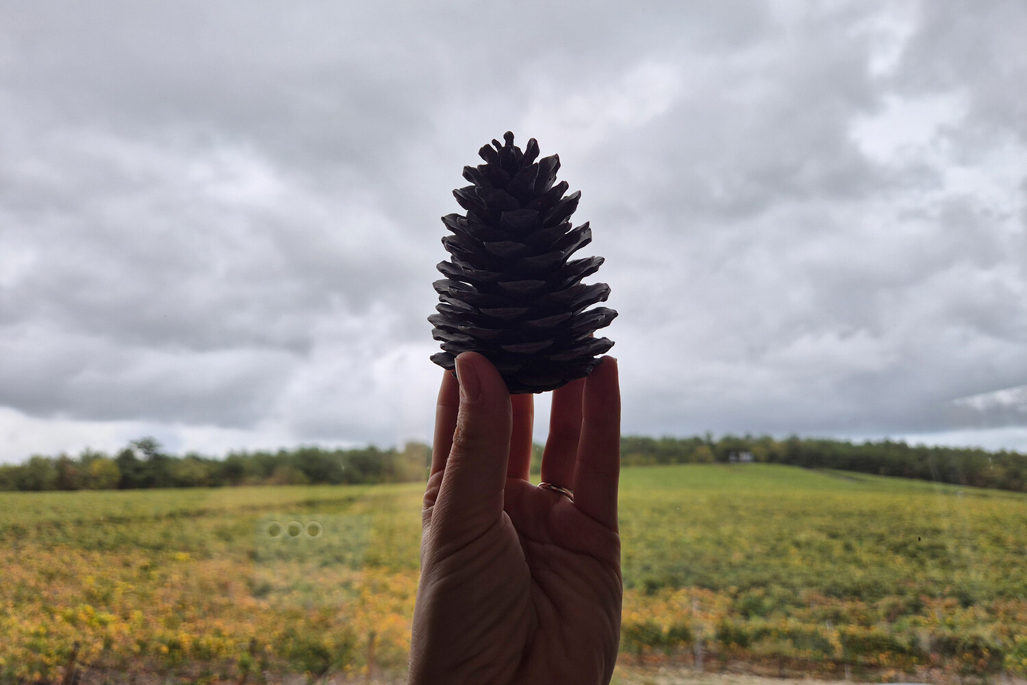 Французский замок и дегустация под звездами: 5 виноделен, которые стоит посетить в Краснодарском крае Французский замок и дегустация под звездами: 5 виноделен, которые стоит посетить в Краснодарском крае
