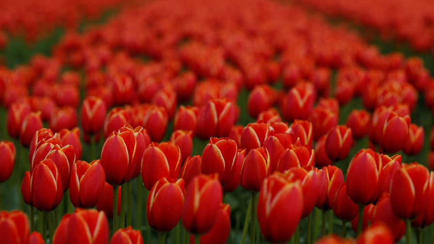 Вандалы выкопали более 6,5 тысяч цветов с начала весенне-летнего сезона в Химках
