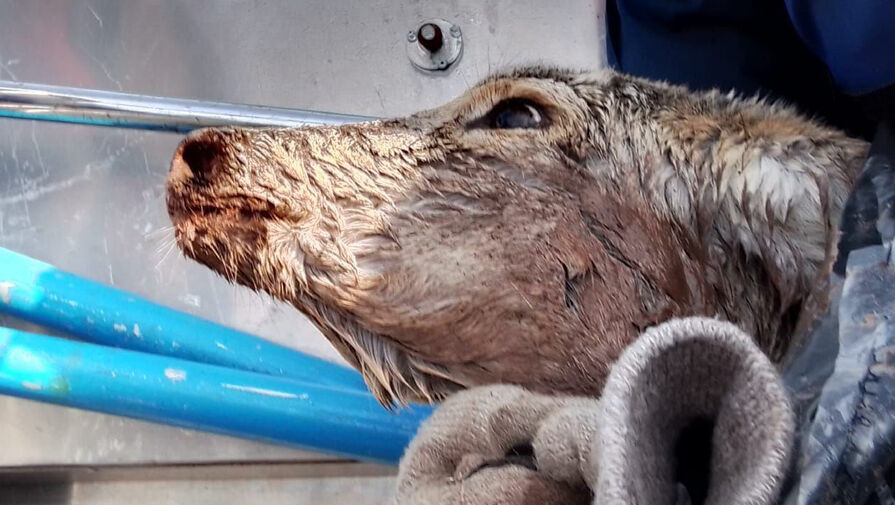 В Красноярске косуля спасалась от бродячих собак и чуть не утонула в Енисее