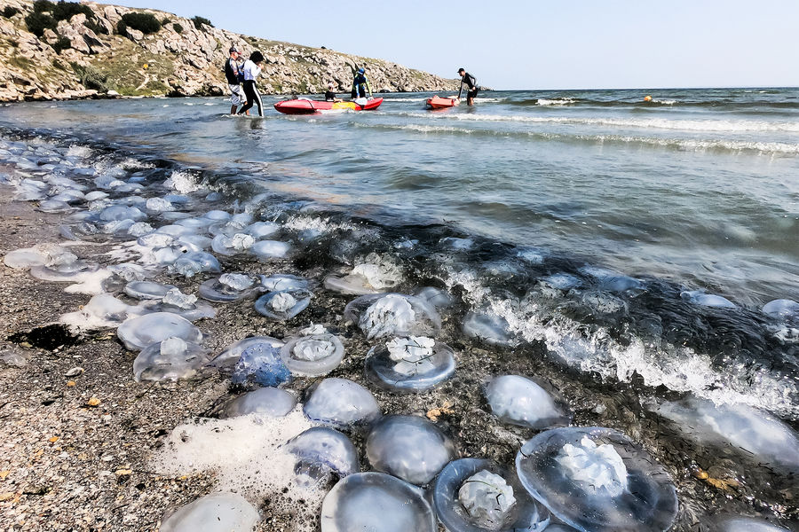 Скопление медуз на побережье Азовского моря в Крыму