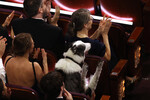 Собака Месси из «Анатомии падения» в зрительном зале на церемонии вручения премии Оскар, Лос-Анжелес, 10 марта 2024 год