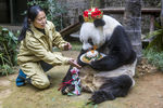 Гигантская панда Баси поедает торт в честь своего юбилея