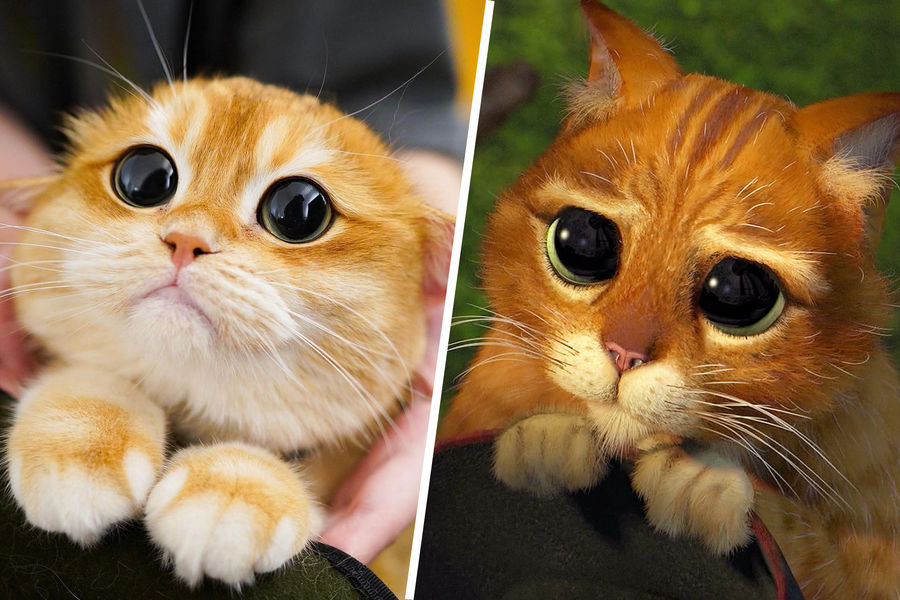 Кот из США стал звездой соцсетей благодаря схожести с котом из «Шрека» - фотодетки.рф | Новости