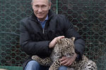 Владимир Путин во время посещения Центра разведения и реабилитации переднеазиатского леопарда, расположенного в Сочинском национальном парке. 2014 год