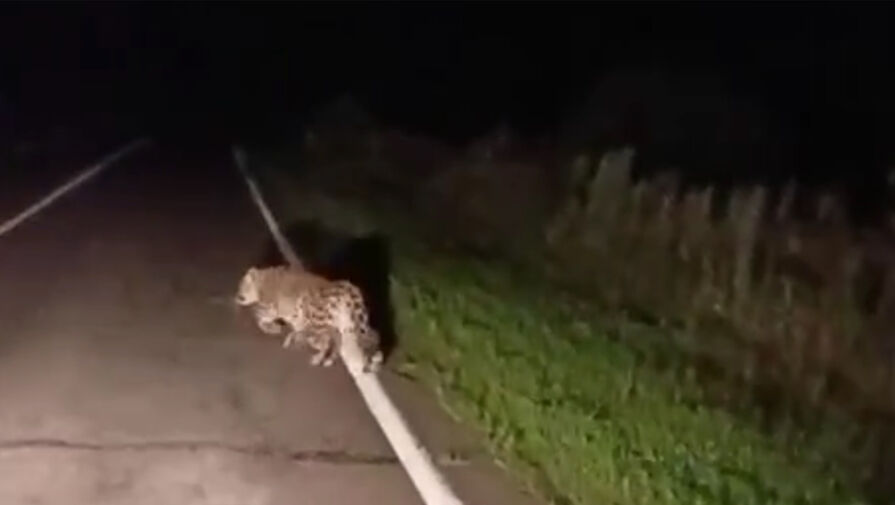 Россиянин на машине преследовал нервничавшего леопарда в Приморье