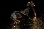 Нидерландский фотограф Рулоф Моленаар, запечатлевший ссору кедровок, победил в категории «Поведение птиц»