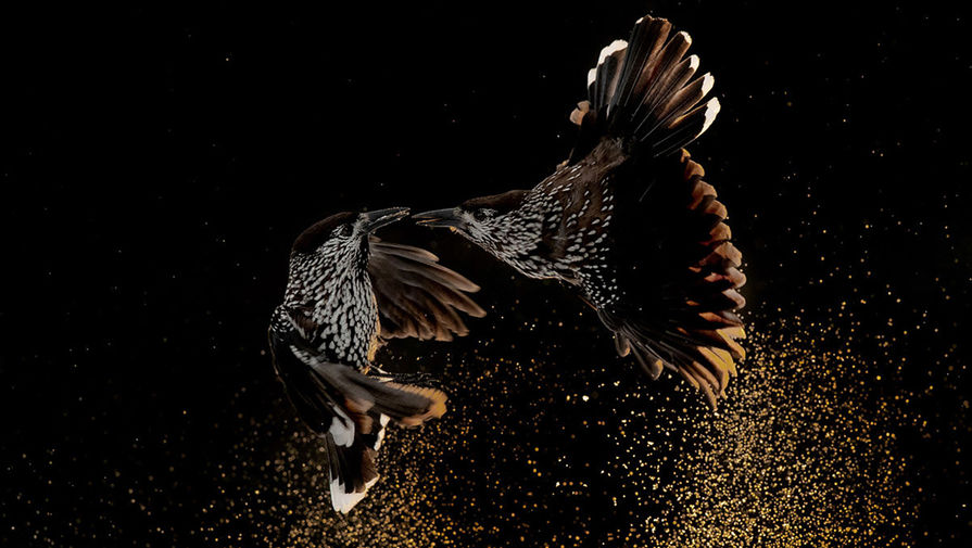 Нидерландский фотограф Рулоф Моленаар, запечатлевший ссору кедровок, победил в&nbsp;категории &laquo;Поведение птиц&raquo;
