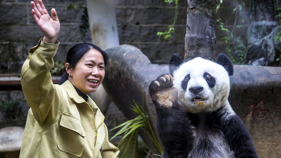 Гигантская панда Баси в&nbsp;день своего 35-летия, 2015&nbsp;год