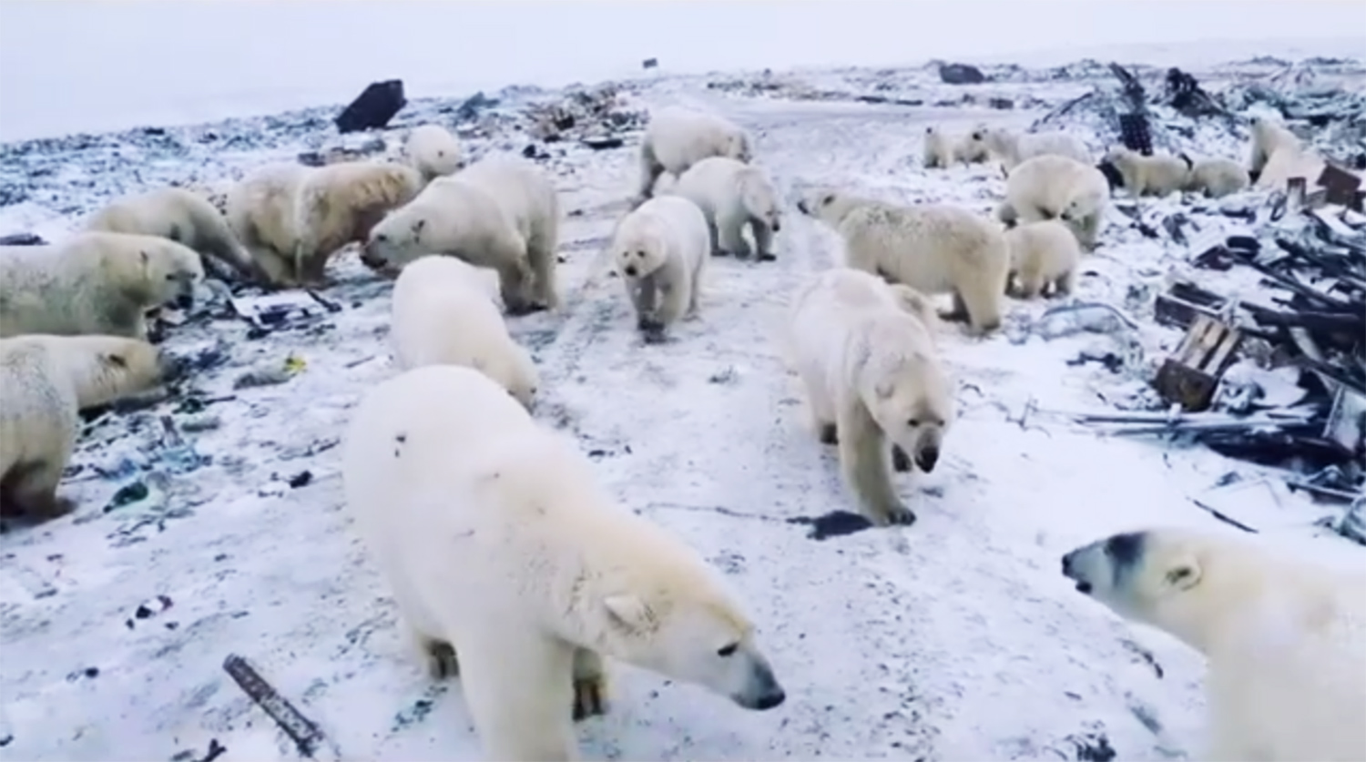 

Нашествие белых медведей на Новой Земле, февраль 2019 года

