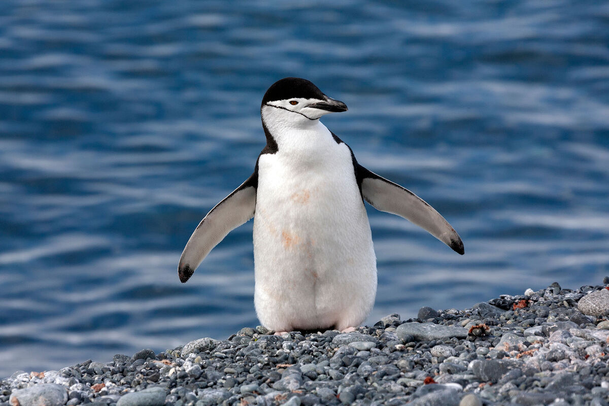 Антарктические пингвины засыпают 10 тысяч раз в день, выяснили ученые -  Газета.Ru | Новости