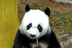 Гигантская панда Баси в центре исследования гигантских панд Фучжоу провинции Фуцзянь