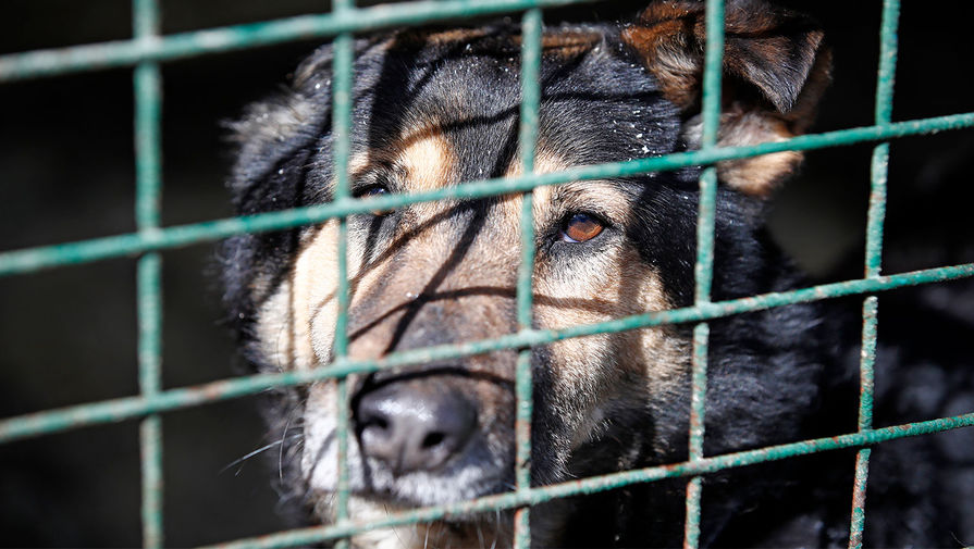 В Алтайском крае завели уголовное дело на потрошительницу собак