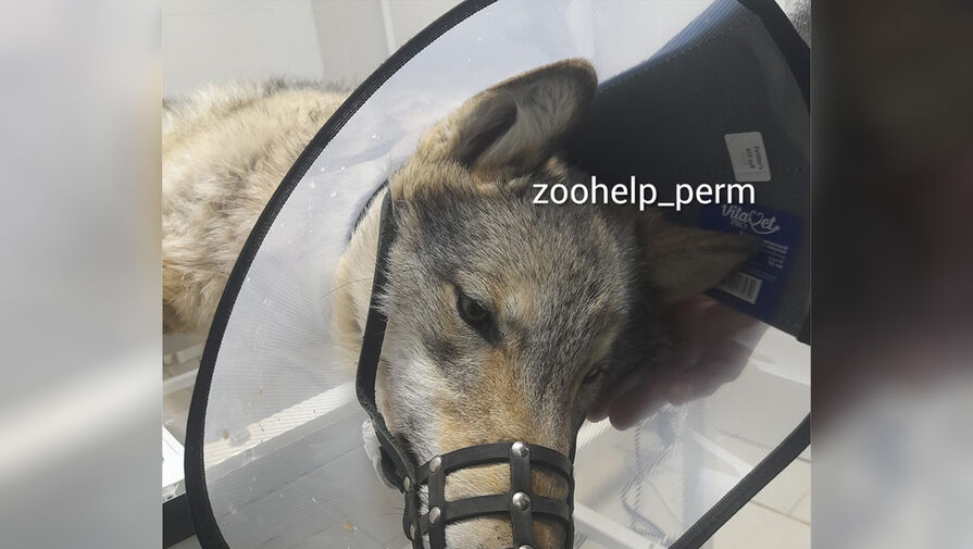 Российские волонтеры спасли сбитую собаку, оказавшуюся волком