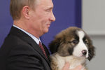 Владимир Путин держит на руках щенка болгарской овчарки, подаренного ему председателем совета министров Болгарии Бойко Борисовым. 2010 год