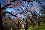Посетительница в маске любуется ранним цветением сакуры в парке Синдзюку-Геэн в Токио, 11 марта 2020 года 