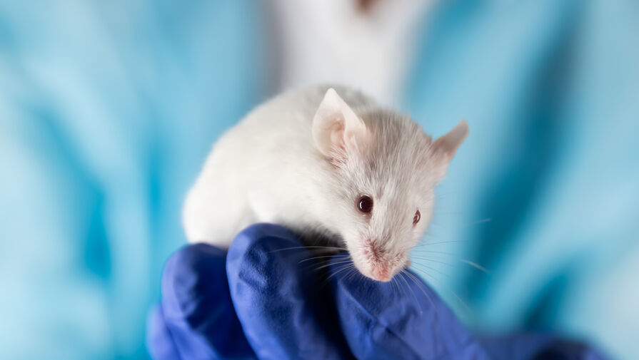 Ученые вылечили позвоночные грыжи у мышей инъекциями ДНК