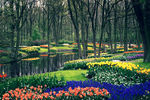 Национальный парк цветов Кёкенхоф, Нидерланды