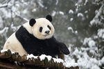 Гигантская панда Баси в центре исследования гигантских панд Фучжоу провинции Фуцзянь
