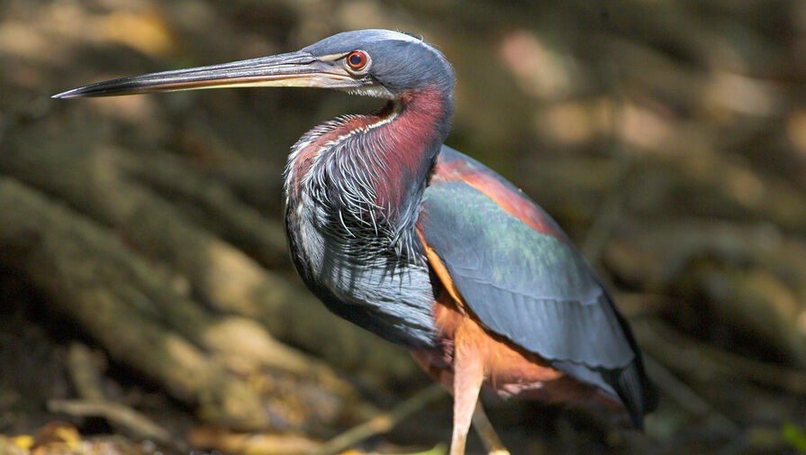 Экологи выяснили, что наиболее вычурные птицы подвержены сильному риску вымирания
