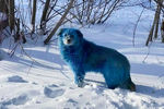 Голубая собака возле завода «Оргстекло» в городе Дзержинск Нижегородской области