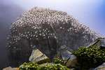 Гнездо олуш в экологическом заповеднике на мысе Святой Марии, Ньюфаундленд, Канада, 25 июля 2022 года