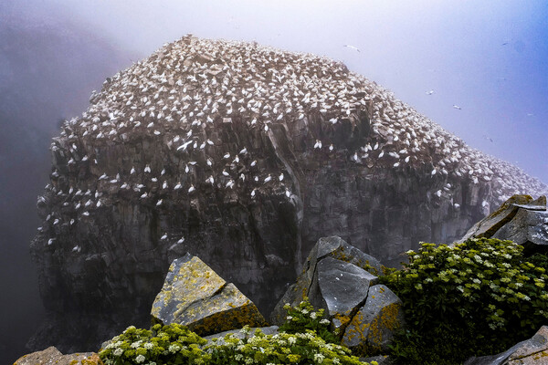 Гнездо олуш в&nbsp;экологическом заповеднике на&nbsp;мысе Святой Марии, Ньюфаундленд, Канада, 25&nbsp;июля 2022&nbsp;года