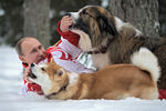 Владимир Путин во время прогулки со своими собаками болгарской овчаркой Бафaи и акита-ину Юмэ. 2013 год