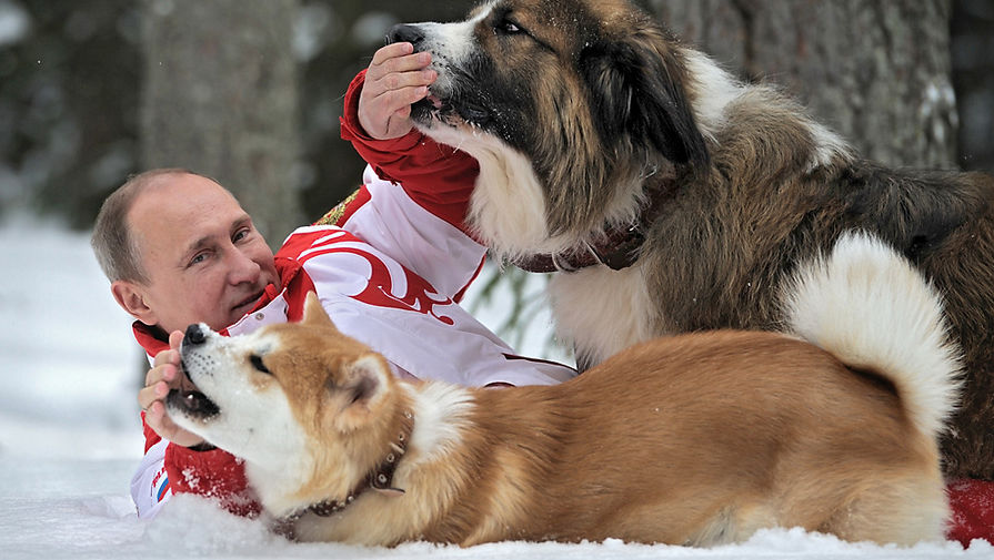 Владимир Путин во время прогулки со своими собаками болгарской овчаркой Бафaи и акита-ину Юмэ. 2013&nbsp;год