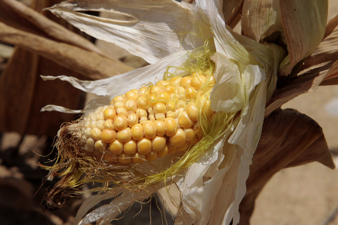 Из-за сильнейшей засухи в США дорожает кукуруза
