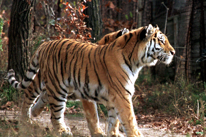 Правительство обсудило выполнение обязательств по сохранению амурских тигров