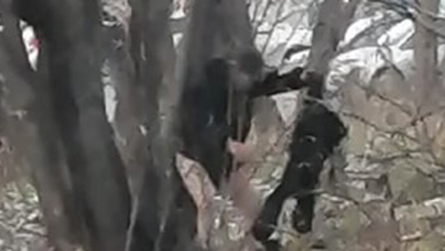 В Новосибирске прохожие заметили мужчину без штанов под окнами школы