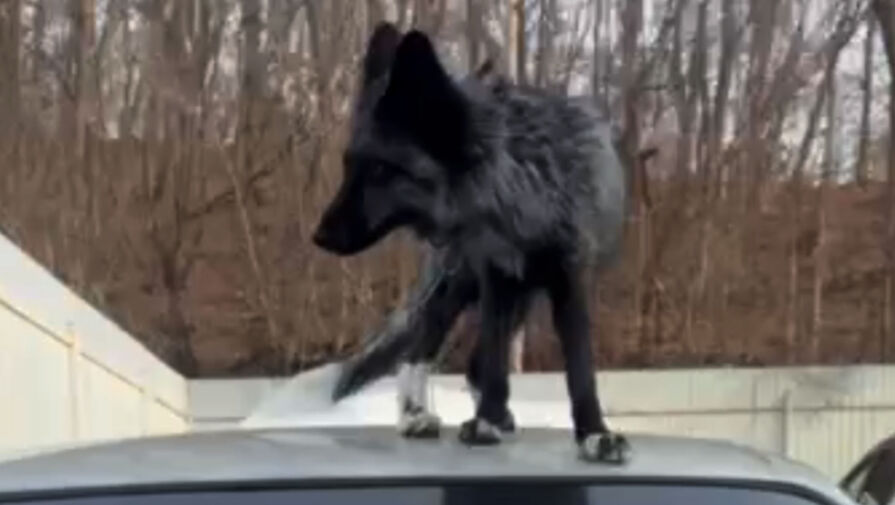 Черный хищник прошел по автомобилям в российском регионе и попал на видео