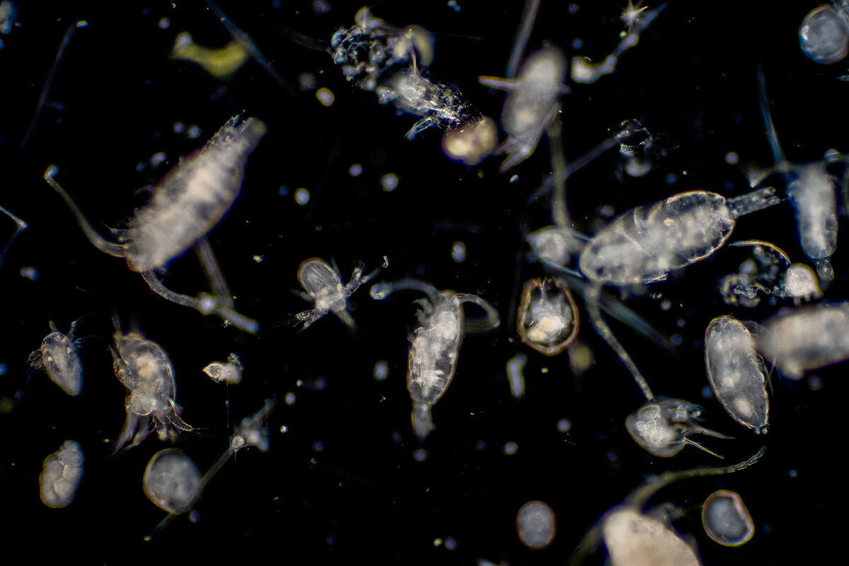 Биологи призвали остановить вымирание морского планктона - Газета.Ru |  Новости