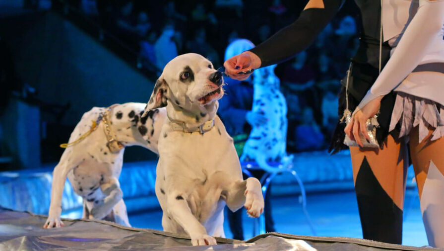 Дрессировщица из Москвы пытается пристроить 15 собак, которых сокращают из цирка