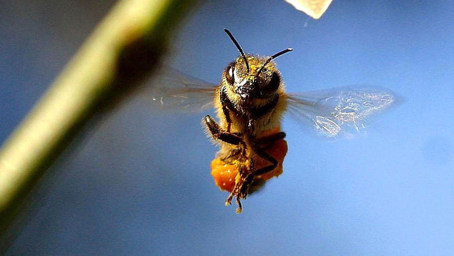 Врач рассказал, в каких случаях необходимо вызывать "скорую" после укуса пчелы
