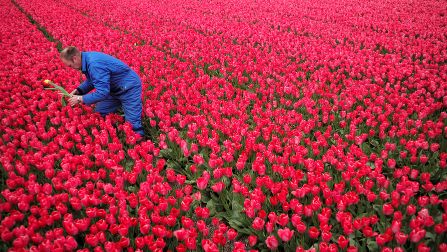 Фермер во время срезания цветов в&nbsp;общине Ден-Хелдер, Нидерланды, 22&nbsp;апреля 2017&nbsp;года