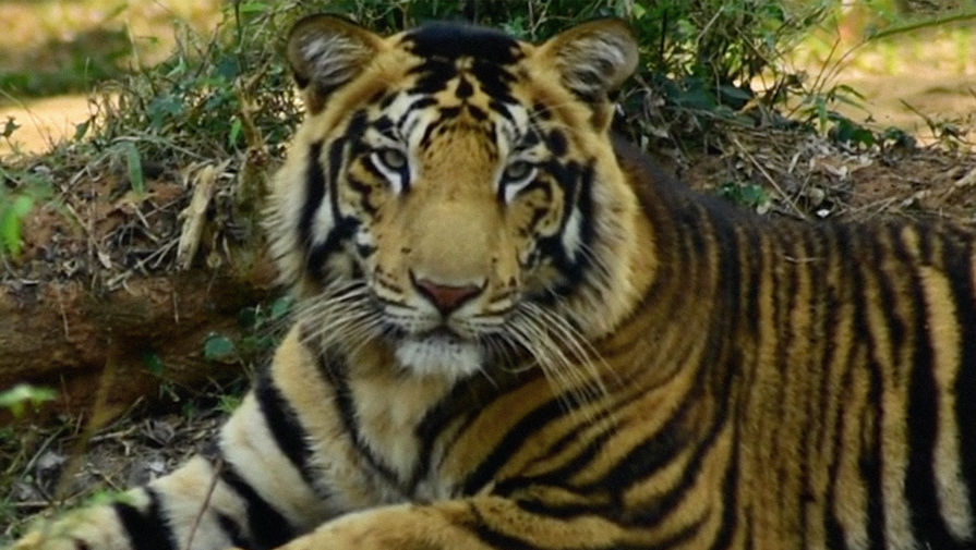 В Индии тигрица-людоед, убившая 19 человек, растерзала школьника