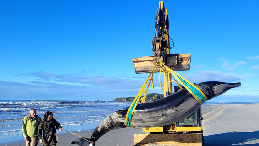 В Новой Зеландии на берег выбросило редчайшего в мире кита