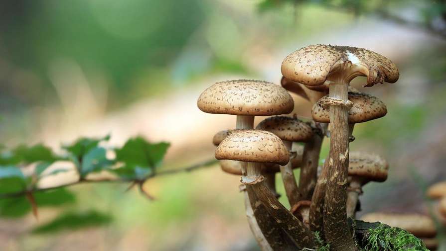 Названы правила безопасного сбора грибов
