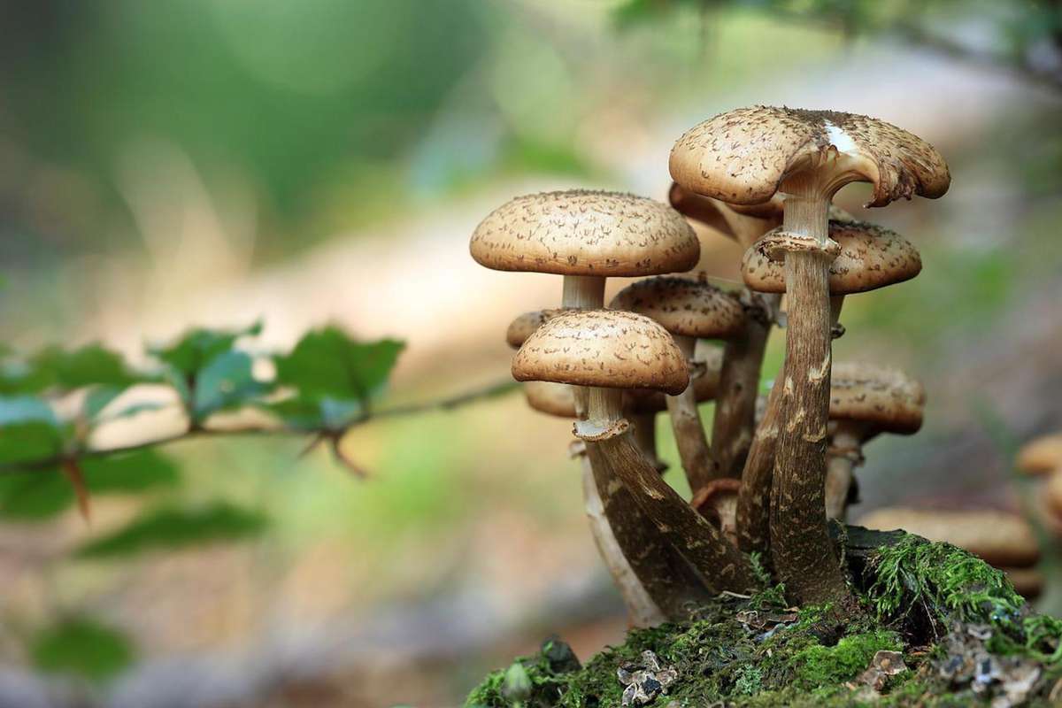 Какие бывают грибы по отношению к радиации