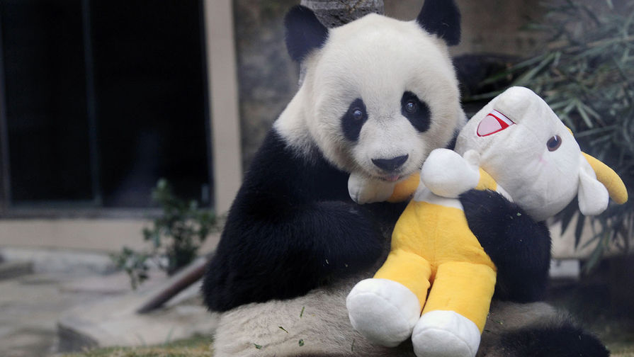 Гигантская панда Баси в&nbsp;центре исследования гигантских панд Фучжоу провинции Фуцзянь