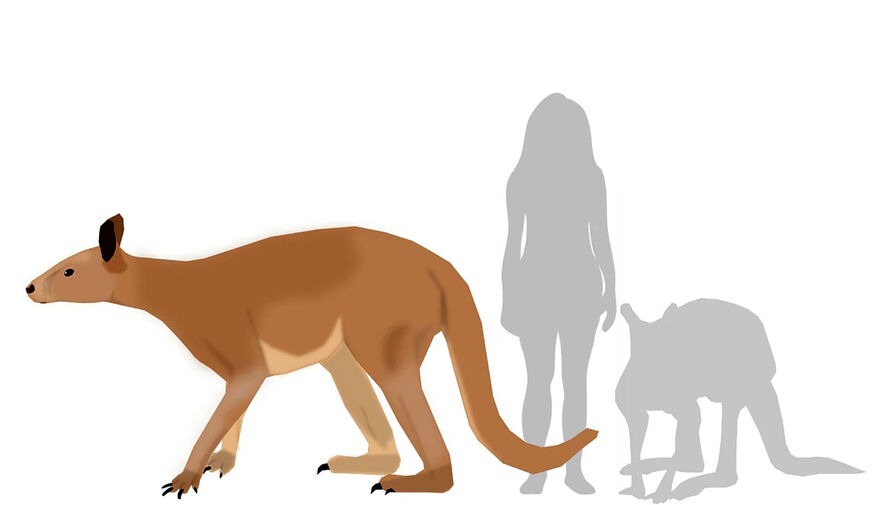 Ученые раскрыли тайну передвижения доисторических гигантских кенгуру