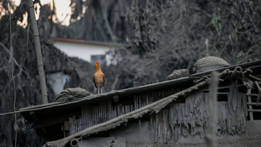 Последствия выброса пепла вулканом Таал на Филиппинах, 13 января 2020 года