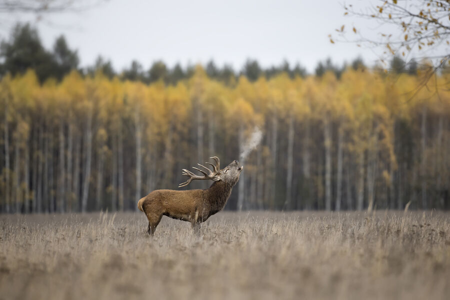 Вячеслав Ложкин
<br><br>
<b>Благородный олень</b>